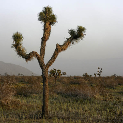 ProtectDeserts's profile picture. The Desert Protective Council, a non-profit organization that promotes protection of U.S. Southwest deserts.