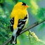 One joy dispels a hundred cares