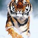 Constancy is the foundation of virtues. -Francis Bacon