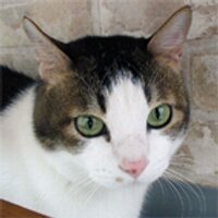 あきにゃん (@akinyanda) Twitter profile photo