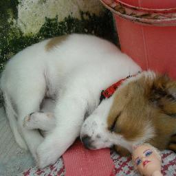 zeni1310's profile picture. Hi, I'm a directioner, I 3 boo bear, hazza, nialler, paynee, zaynster. Follow me and I'll follow u back. thks