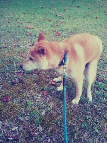 まるで犬さんのプロフィール画像