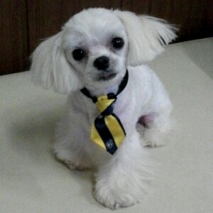 cho2016jun's profile picture. 