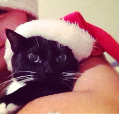 Just a cat with feline diabetes.