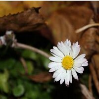 Gönül Yalcin (@gonulya) 's Twitter Profile