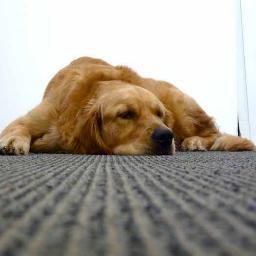 We are number one for Carpet Cleaners in Windsor. Simply call 013 4488 7625 for a free quote.