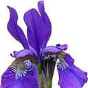 Keith Symonds - @Apsleygardening - Twitter