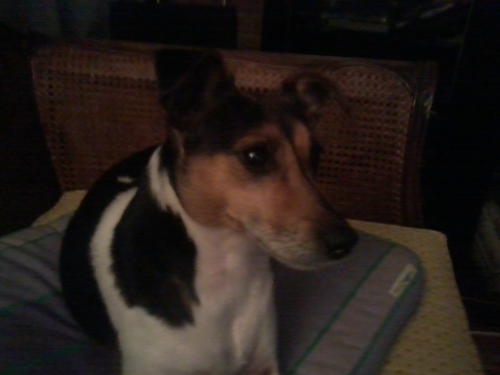 pieterhoes's profile picture. 