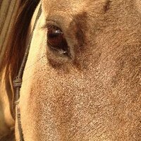 expliKATive (@explikative) 's Twitter Profile Photo