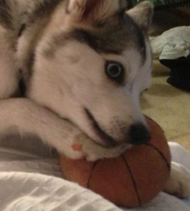 I'm Floyd's favourite ball. He loves playing with me.