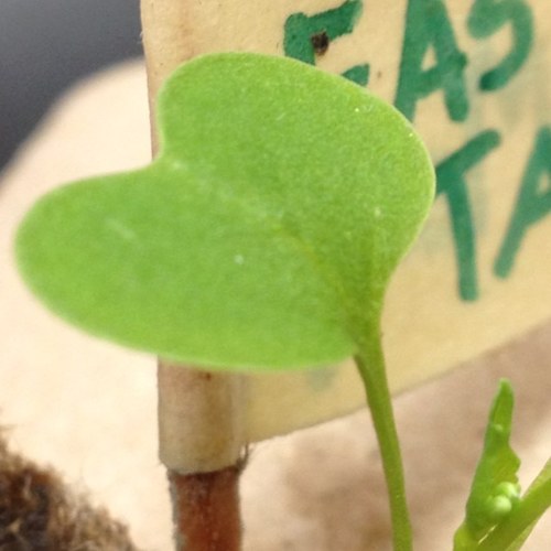 APBioBGHS's profile picture. 