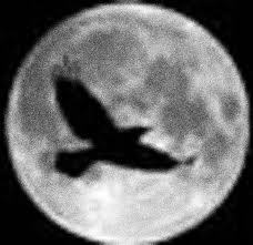 ItsMe_KevCro's profile picture. The official Twitter account of Kevin Crowe™ 🇨🇦