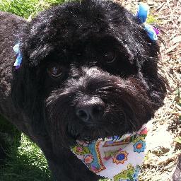Retired now and a lover of all things Celtic esp. Celtic Thunder,my 2 pups, knitting and my friends.