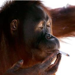 g_coqui's profile picture. MCF en #philosophie. Amateur de pélicans.