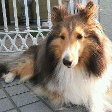 はじめまして♡今更ながら始めました(*^▽^*)ノ 犬(特にシェルティ)が好き♡旅行が好き♡今は少し離れてしまっていますが、地元愛知県が大好きです♡近いうちに戻りたい(*´∇｀*)どうぞ、よろしくお願いします！