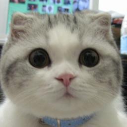 Twilite_Sleep's profile picture. 