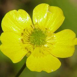 ranunculusman's profile picture. PhD candidate at OIST