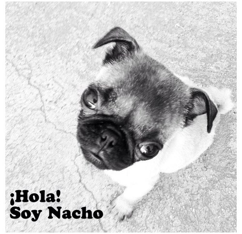 nachoelpug's profile picture. Soy Nacho El Pug, trabajo en @liveroom como mascota. Me encanta comer, dormir y jugar.