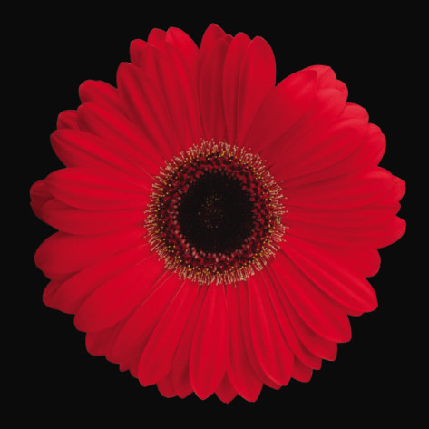 ZenZea's profile picture. 