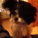 Paulette Harrison - @Pauletteszoo - Twitter