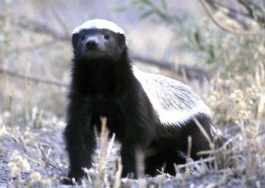 AfricanHoneyBadger is just looking for love.  Help him in is quest for a JDate profile by following his adventures and those of his friends @FactIsMadeUp!