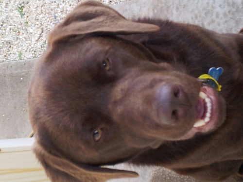 We are very handsome labs...Murphy is my young nephew who has a lot to learn!! We agree on the importance of peanut butter and cheese!!