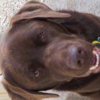 Huxley & Murphy (@twodoghowl) 's Twitter Profile