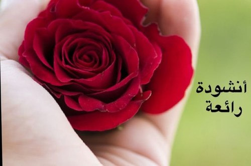 badriah1000's profile picture. 