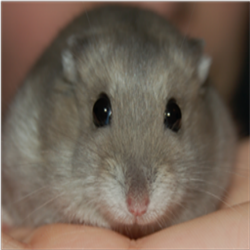 Xchuckbb's profile picture. I go on ROBLOX. Roblox is a Free Online Game of Building. I go on twitter to get exclusive info from the Roblox Staff.