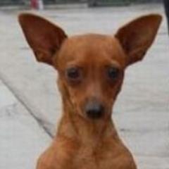 follow @ro_triicolor