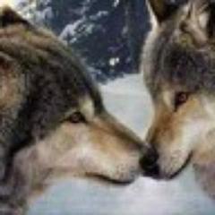 Love all things paranormal,have had life-changing paranormal experiences, am an avid reader, aspire to be a published writer, am a freethinker, & I love animals