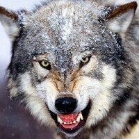 Al Sotack (@alsotack) 's Twitter Profile