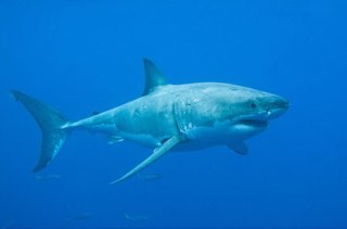 hnloceans's profile picture. 🇩🇪