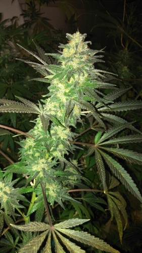 PA_CPR's profile picture. Pennsylvania Cannabis Prohibition Reform