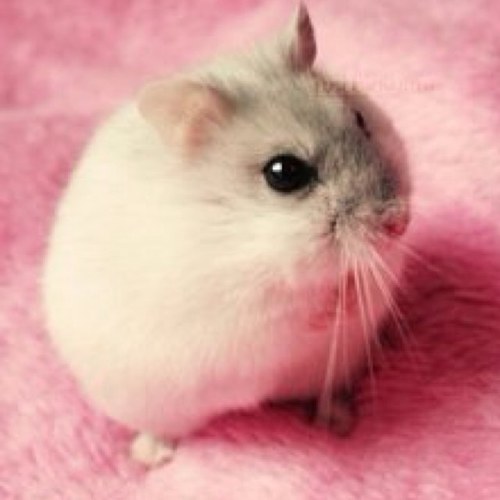 GrumpyHamsterrr's profile picture. I don't like you .