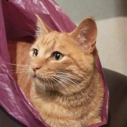 ジムニーたぬき