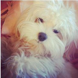Hey it's Buddy Simpson, Cody's dog! Since Cody had to leave Molly, they felt lonely and bought me! I created this twitter to talk to you all 3