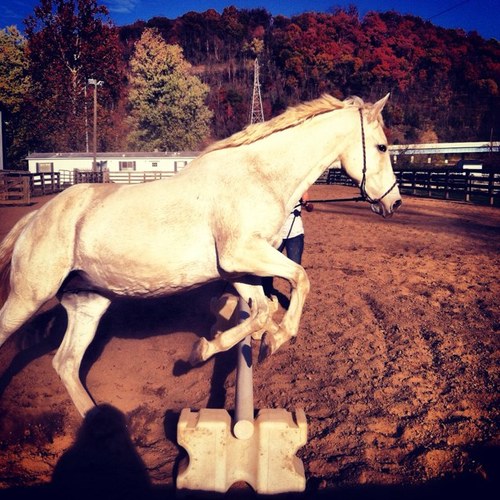 Equestrianlife0's profile picture. Just a 19 year old tryin to follow my dreams. animals,huntin,fishin,outdoors. #rideordie  #ridinginstructor #horsetrainer #intraining