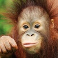 Sabah Tourism Board (@sabahtourism) 's Twitter Profile
