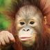 Sabah Tourism Board (@sabahtourism) Twitter profile photo Sabah Tourism Board (@sabahtourism) Twitter profile photo