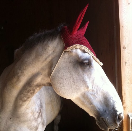 All things horsey, that you know you do.