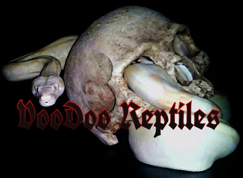 VooDooReptiles's profile picture. all about the reptiles .  education, conservation, breeding, genetics, and husbandry.
