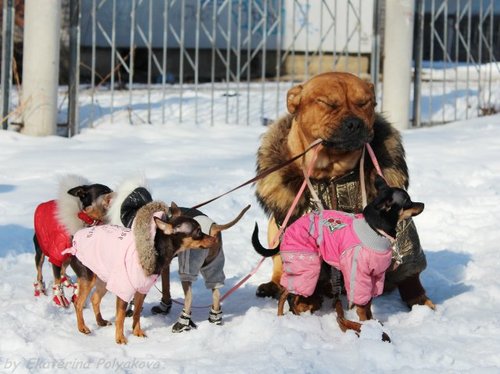 Занимаюсь породой русский той.
http://t.co/rid1wc28