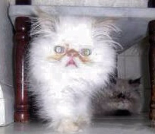 Motto- we like to steal boys in relationships #meow
Folloowww meeeeeeow. #rawr #purrr