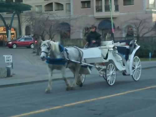 Carriage horse @blackbeautycarriage