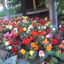 Rosie Brown - @rosiebrownn - Twitter