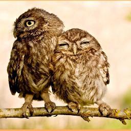 TheHooties1's profile picture. 