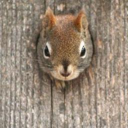 会津若松在住。なんでも食べます。好き嫌いとかないです。
