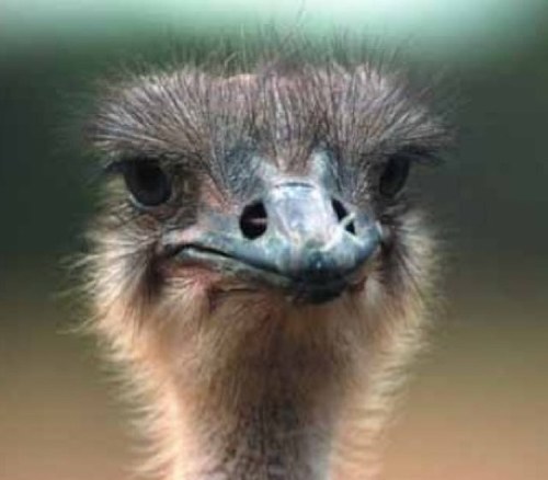 OscarTheOstrich's profile picture. 