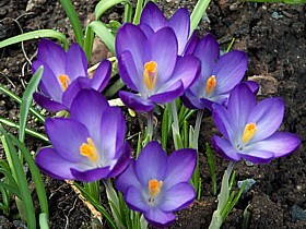 liselleclaire's profile picture. Animals, animals, animals!   Love all animals.  Involved with animal rescue.   Animals forever!
   Happy to RT to help the animals.